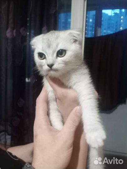 Британский кот и вислоухий кот