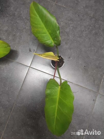 Филодендрон Пин Тонг