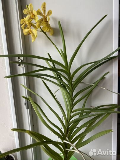 Орхидея Ванда