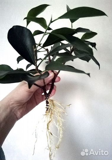 Комнатные домашние растения