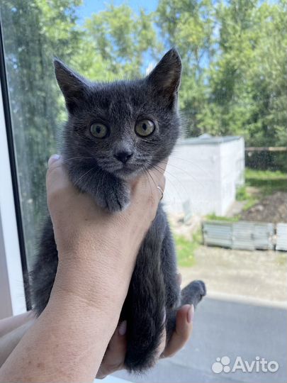 Котенок ищет дом