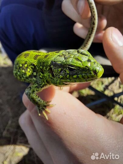 Репетитор по биологии, подготовка к огэ