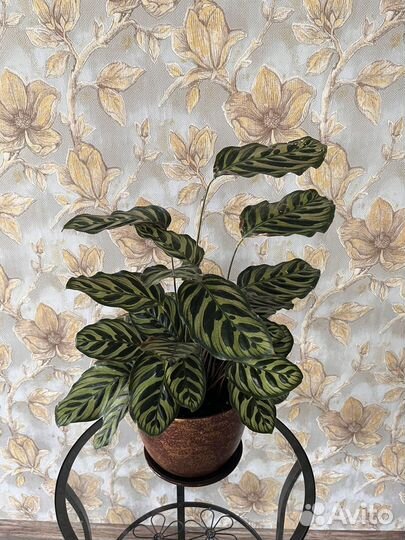 Калатея Макоя