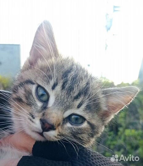 Ветеринарный врач на дом, ветеринарный кабинет