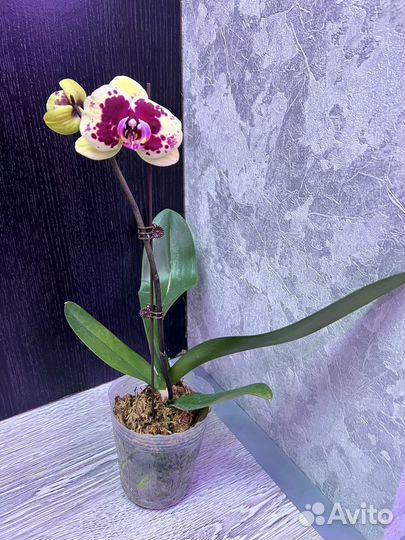 Орхидея фаленопсис /17