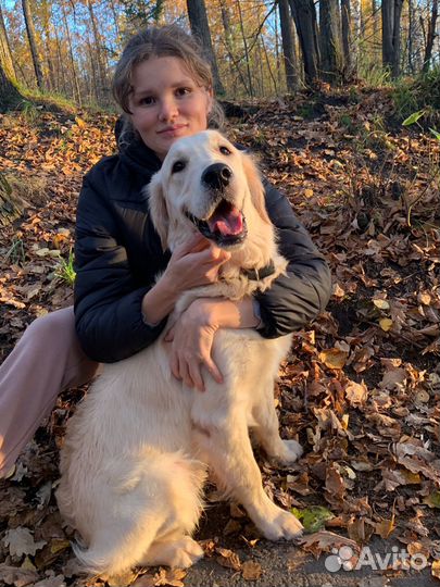 Передержка собак мелких и средних пород