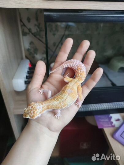 Взрослые самки эублефаров