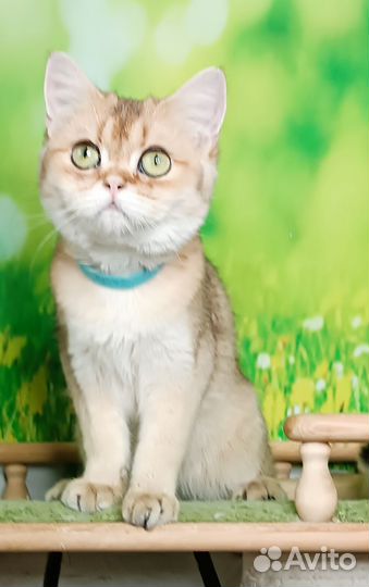 Золотая шиншилла мальчик