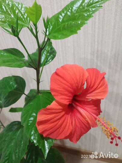 Комнатная роза