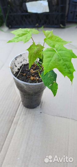 Клен остролистный, дуб