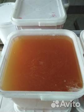 Мед горной липы