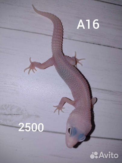 Эублефары, леопардовый геккон, ящерица