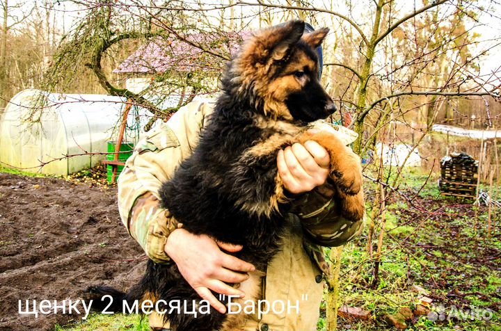 Щенки немецкой овчарки