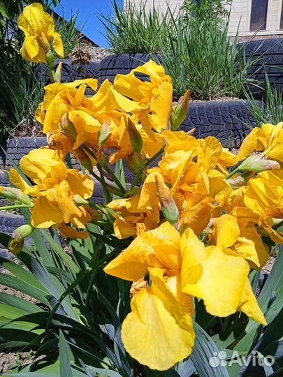 Продам или обменяю крупные жёлтые ирисы