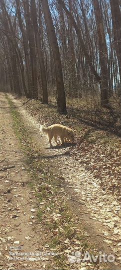 В добрые руки