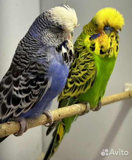 Попугаи ввп чехи