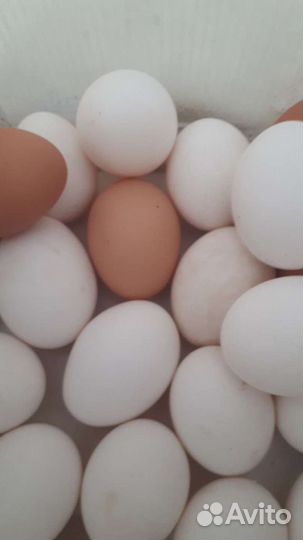 Домашние куриные яйца