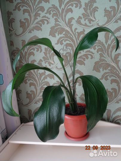 Эухарис (амазонская лилия)