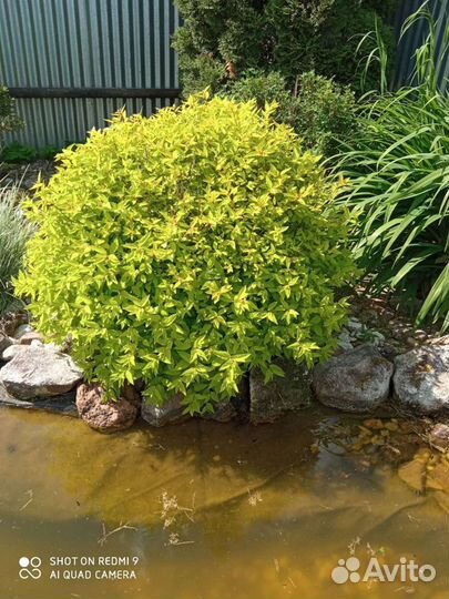 Спиреи, барбарисы, сирени, хвойники