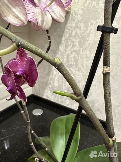 Орхидея фаленопсис