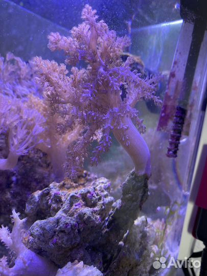 Живой камень с караллами.,Капнелла