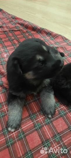 Щенки восточно европейской овчарки