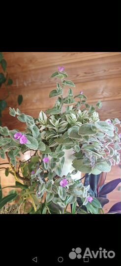 Традесканции силамонтана и зебра