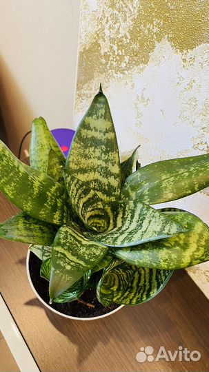 Сансевиерия