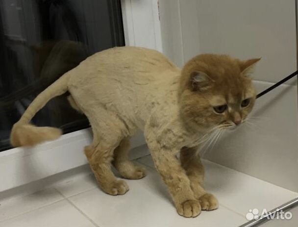 Триммер для стрижки кошек/собак в аренду