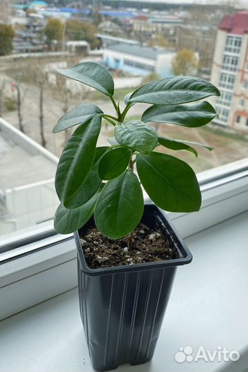 Фикус мокламе