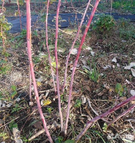 Саженцы фиолетовой малины Роялти