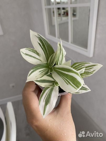 Традесканция белоцветковая белая