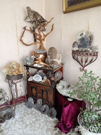 Окаменелости