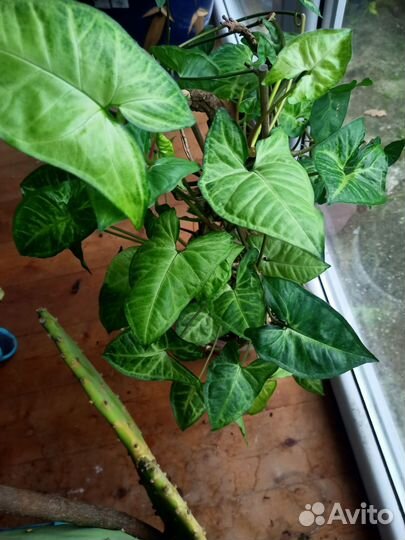 Комнатные цветы Сингониум