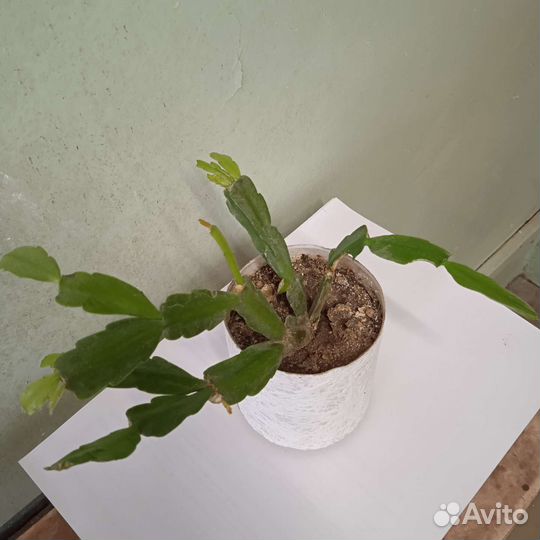 Декабрист. Доставлю