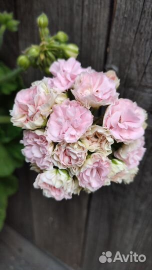 Пеларгония герань юв-Даная