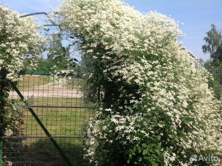 Саженцы клематиса