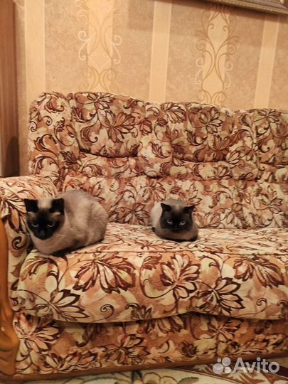 Домашние животные кошки
