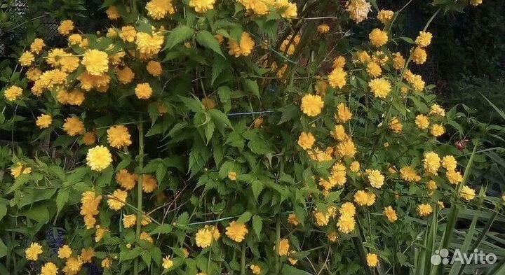 Садовые растения