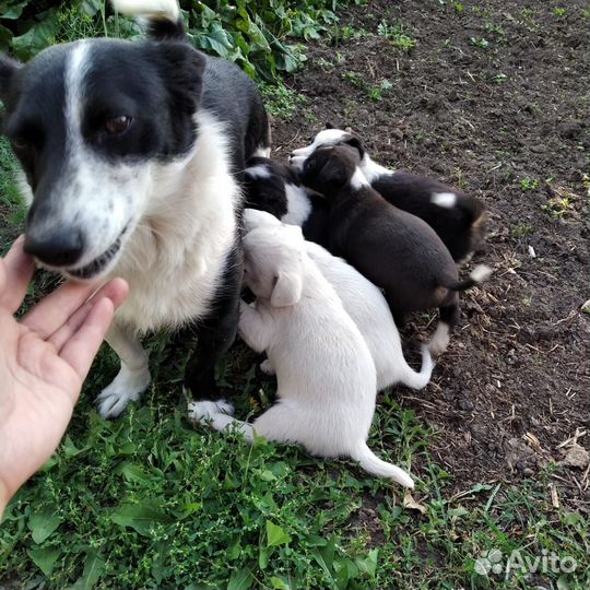 Щенки в добрые руки