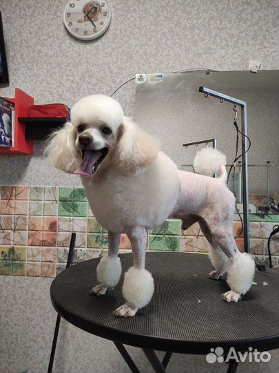 Стрижка собак и кошек. Закамск