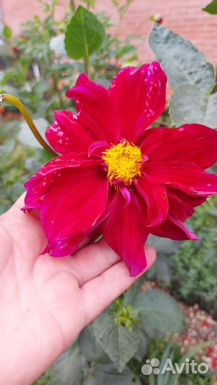 Георгины клубни многолетние