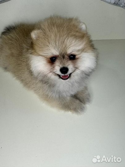 Померанский шпиц медвежьего типа девочка
