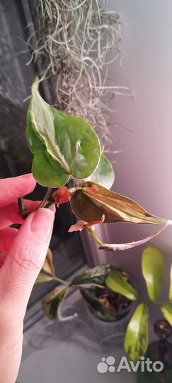 Филодендрон rio