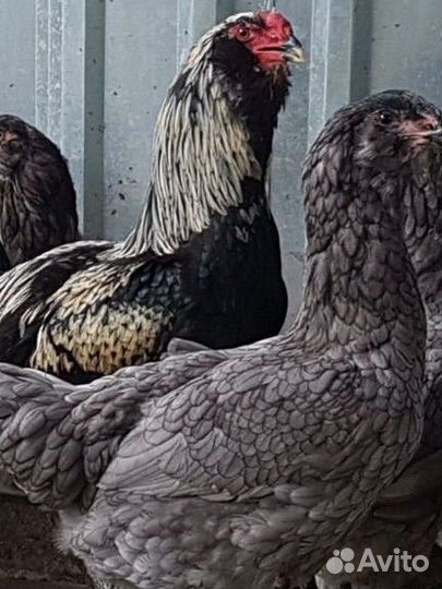 Молодые петухи