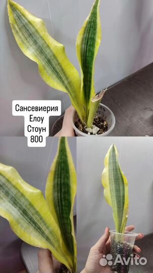 Сансевиерия кирки Блю, Елоу стоун, Микадо