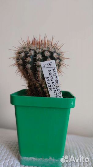 Кактус Notocactus Arthacanthus stu 320