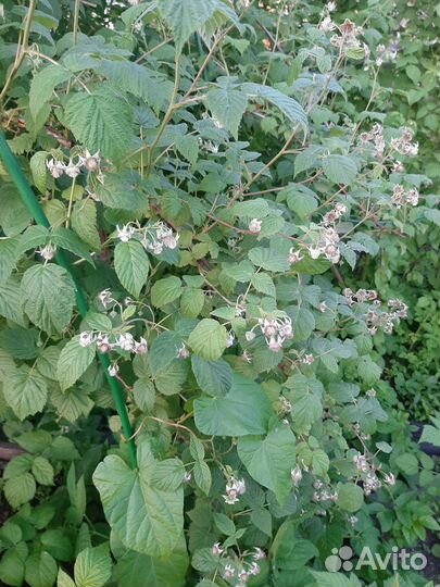 Рассада малины