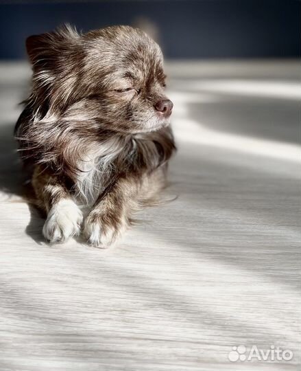 Кобель чихуахуа для вязки