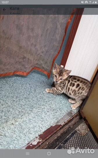 Котята метисы